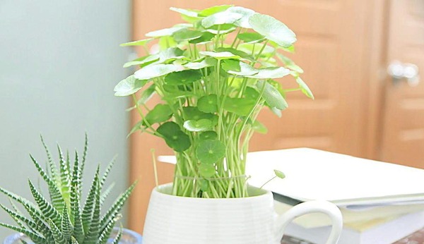 花卉租賃后家庭花卉養(yǎng)護該注意什么？ 